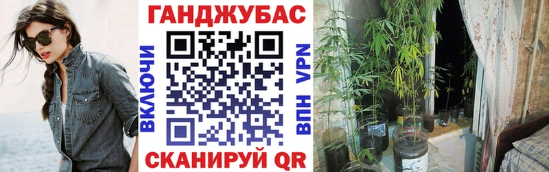 закладка  Кадников  Марихуана сатива 